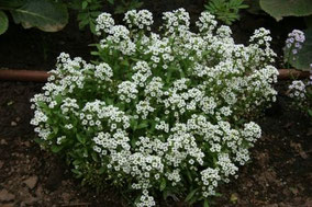 Alyssum maritimum 