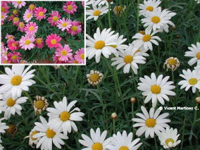 Argyranthemum frutescens 