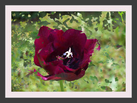 Tulpe Blume Kunst Bild abstrakt impressionistisch