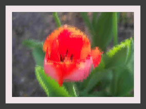Tulpe Bild Kunst impressionistisch abstrakt