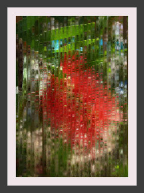 Callistemon Blume Foto Bild Kunst