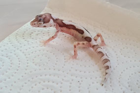 Mack Snow Bell Albino Jungtier