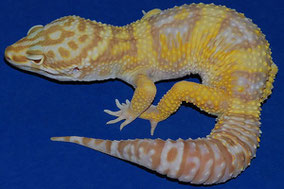 Tremper Albino