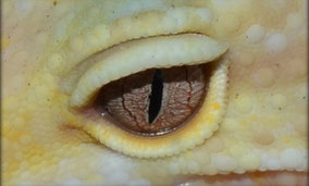 Mack Snow Rainwater Albino Auge