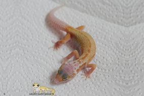 Ember Jungtier von Crazy-Lazy-Geckos