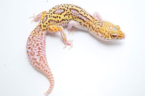 GEM Snow RADAR von DC Geckos