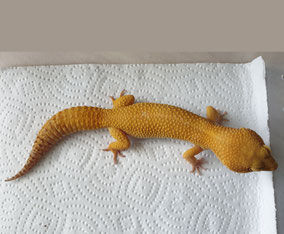 Männchen von oben