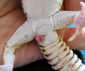 Ausgestülpter Hemipenis beim Männchen