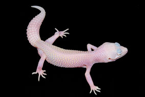Mack Snow Diablo Blanco subadult