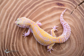 Cipher Tremper Albino