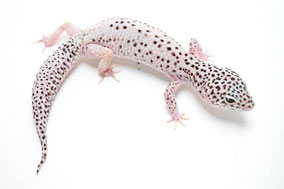 GEM Snow Eclipse von DC Geckos