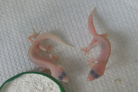 Mack Snow Diablo Blanco Jungtiere