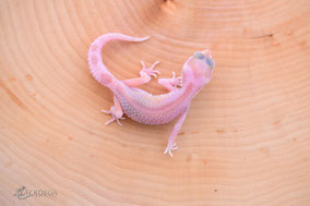 Cipher Tremper Albino Jungtier