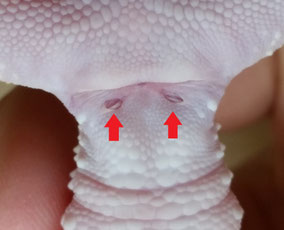 Paarungstaschen Weibchen