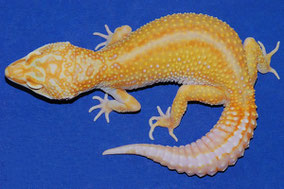 Red Stripe Tremper Albino