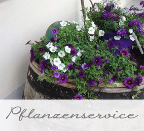 schmücken ihr büro möchte sie in ihrem büro von einer pflanzenpracht begrüsst werden wir schmücken ihren empfang und ihre büros mit saisonalen blumen pflanzen angebot rosenwerkstattmaegenwils webseite schmücken ihr büro möchte sie in ihrem büro von einer pflanzenpracht begrüsst werden wir schmücken ihren empfang und ihre büros mit saisonalen blumen pflanzen angebot rosenwerkstattmaegenwils webseite