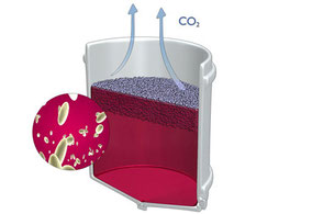 Étapes de vinification du vin rouge - Image