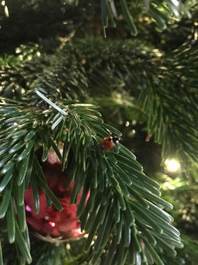 Kleiner Glücksmoment - ein Marienkäfer im Christbaum