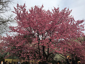 新宿御苑は様々な桜を見ることができます。