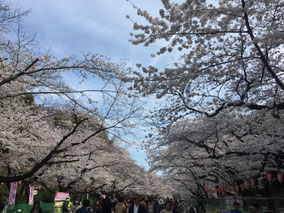 3/26 上野公園にて