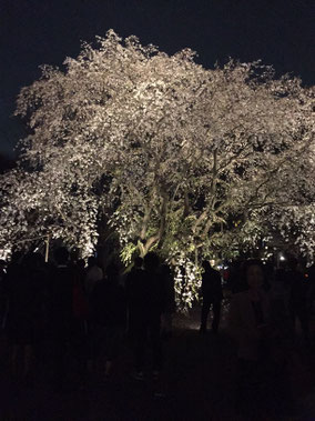 見事なしだれ桜🌸