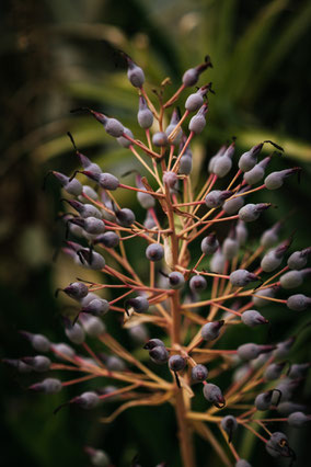 Stift und Linse, Botanischer Garten München-Nymphenburg