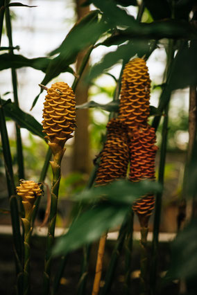 Stift und Linse, Botanischer Garten München-Nymphenburg