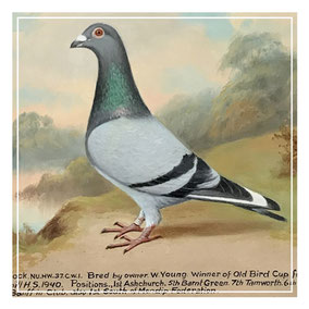 Andrew Beer Portrait Of Blue Cock Prize Winning Racing Pigeon