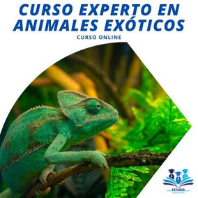 Curso de Experto en Animales Exóticos