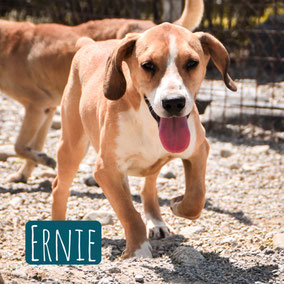 * 2022 | 50cm | 25kg | Beagle-Mix