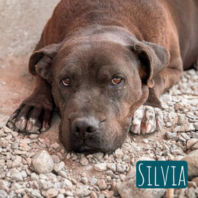 * 2016 | 55cm | 30kg | Pitbull-Mix
