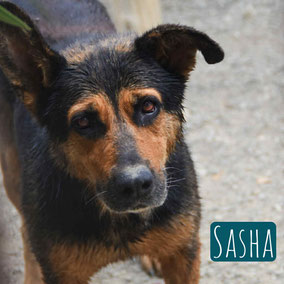 * 2016 | 55cm | 25kg | Schäferhund-Mix