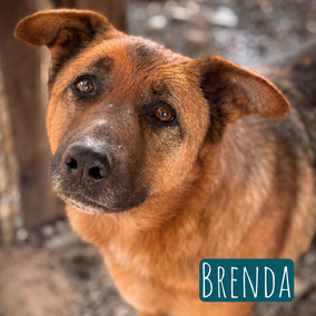 * 2020 | 60cm | 30kg | Schäferhund-Mix