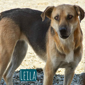 * 2018 | 55cm | 25kg | Schäferhund-Mix