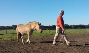 Los grondwerk waarbij het paard uit zichzelf aansluit