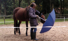 Met jonge paarden werken aan het zelfvertrouwen