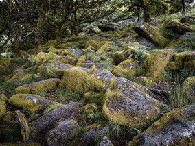 Wistman's Wood in Devon