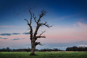 Alter Baum am Abend und Vogelschwarm