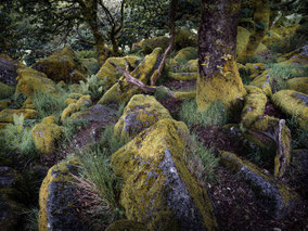Wistman's Wood in Devon