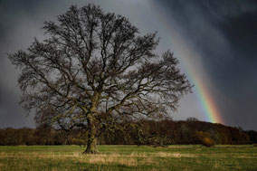 Regenbogen und Eiche