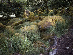 Wistman's Wood in Devon