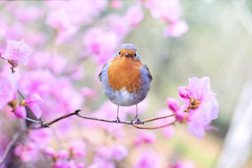 Ein Rotkehlchen sitzt auf einem Zweig. Um es herum blühen weiß-rosa-farbene Kirschblüten. Das Vögelchen blickt die Betrachterin, den Betrachter liebevoll an.