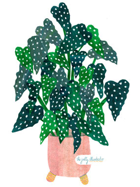 Begonia, collage plant in luustration by the jolly illustrator