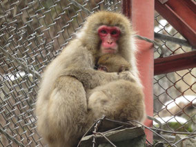 Snow Monkeys Nagano