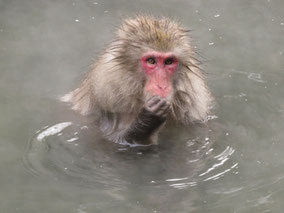 Snow monkey tour from Tokyo