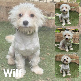 Adopté en Novembre 2025