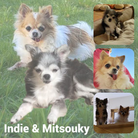 Adoptées en Janvier 2026