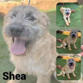 Adoptée en Novembre 2025