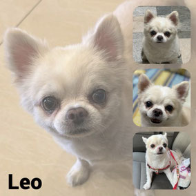 Adopté en Février 2026