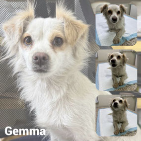 Adoptée en Février 2026